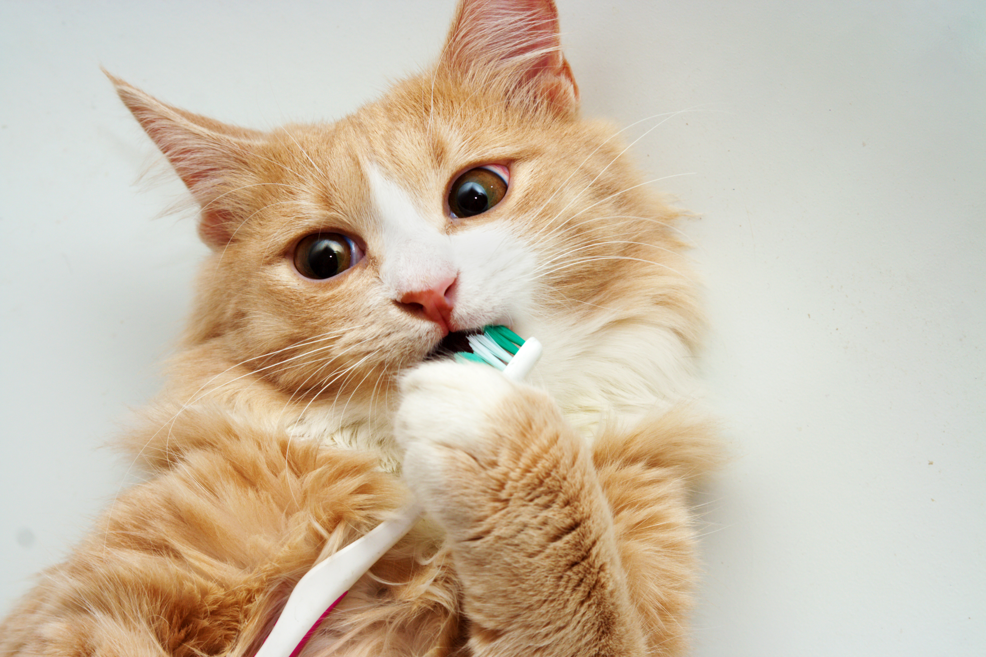 A cute mango-colored cat chewing on a toothbrush, looking like it is brushing its teeth.